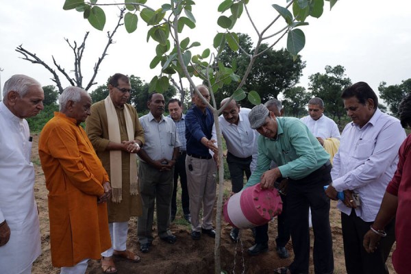 Tree Plantation Program